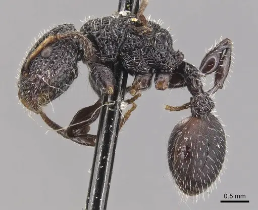 Dilobocondyla selebensis specimen