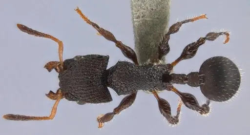 Dilobocondyla silviae specimen