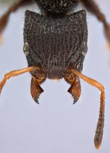 Dilobocondyla silviae specimen