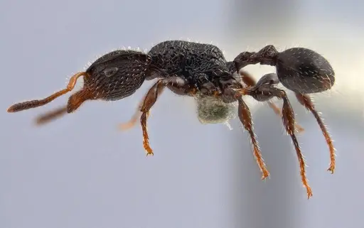 Dilobocondyla silviae specimen