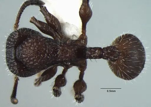 Dilobocondyla yamanei specimen