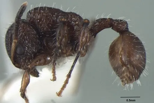 Dilobocondyla yamanei specimen