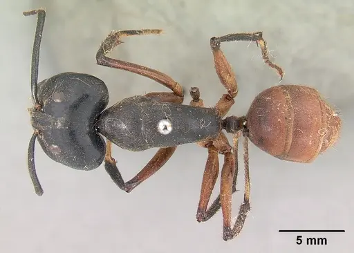 Dinomyrmex gigas specimen
