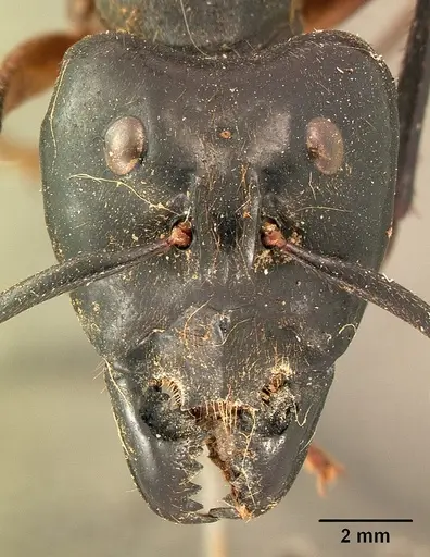Dinomyrmex gigas specimen