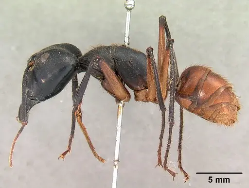 Dinomyrmex gigas specimen