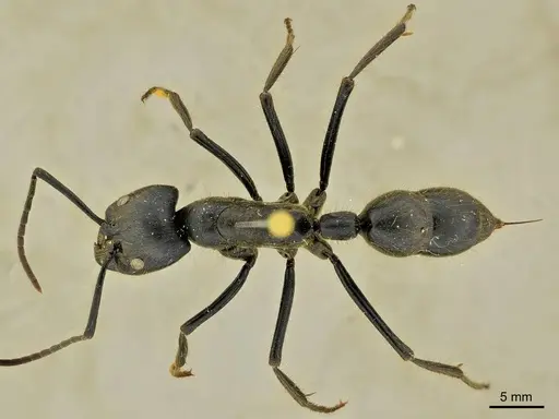 Dinoponera gigantea specimen