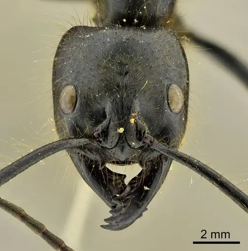 Dinoponera gigantea specimen