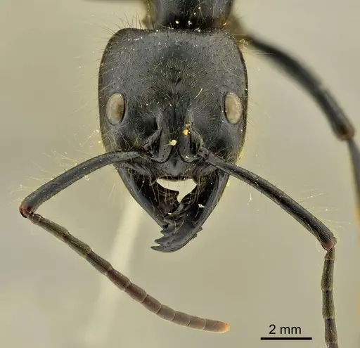 Dinoponera gigantea specimen