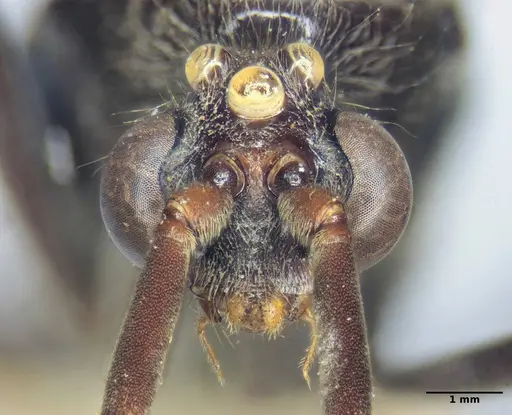 Dinoponera grandis specimen
