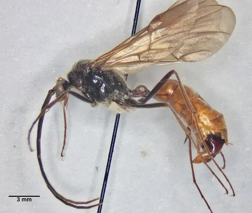 Dinoponera grandis specimen