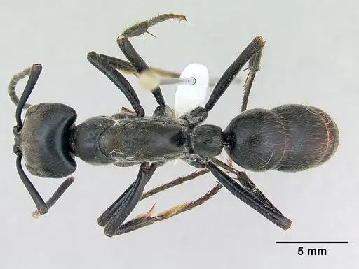 Dinoponera grandis - CASENT0173381