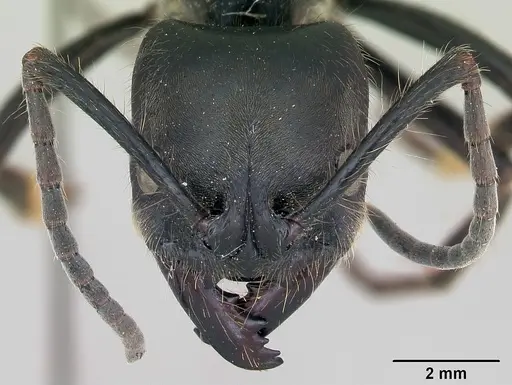 Dinoponera grandis - CASENT0173381