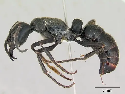 Dinoponera grandis - CASENT0173381