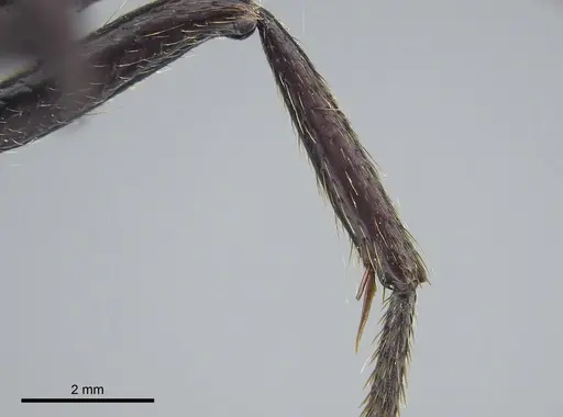 Dinoponera grandis - CASENT0260214