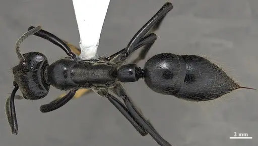 Dinoponera grandis - DZUP549812