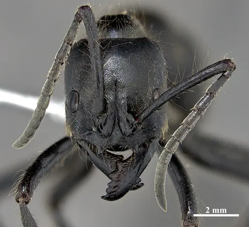 Dinoponera grandis - DZUP549812