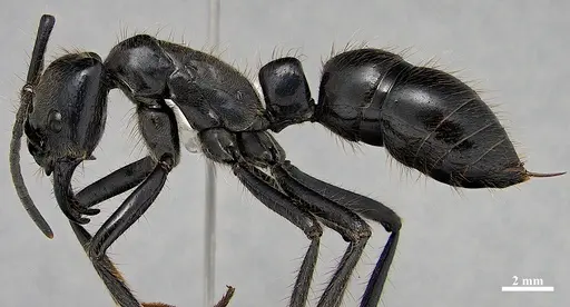 Dinoponera grandis - DZUP549812