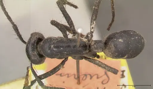 Dinoponera grandis - FOCOL0679