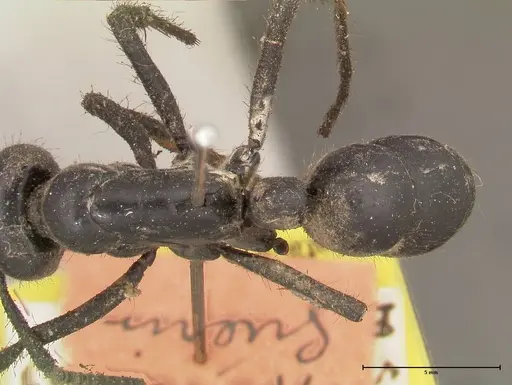 Dinoponera grandis - FOCOL0679