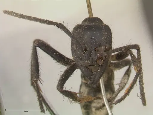 Dinoponera grandis - FOCOL0679