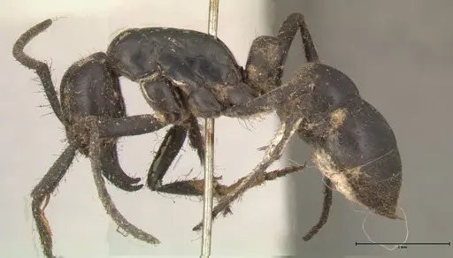 Dinoponera grandis - FOCOL0679