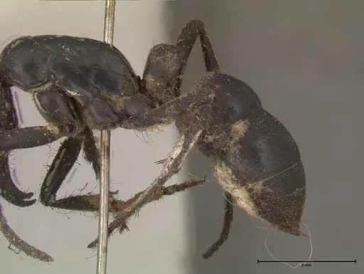 Dinoponera grandis - FOCOL0679