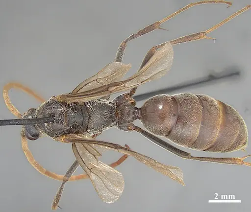 Dinoponera grandis - MZSP62284