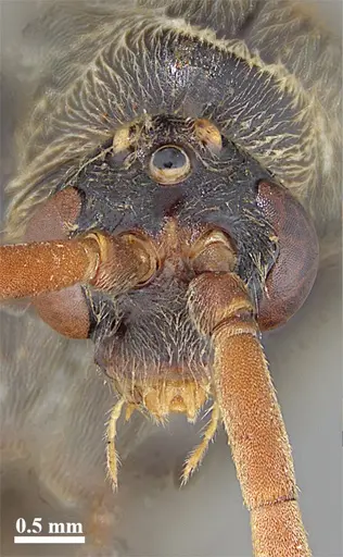 Dinoponera grandis - MZSP62284