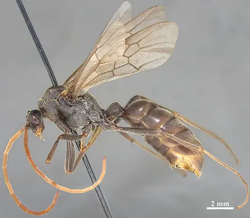 Dinoponera grandis - MZSP62284