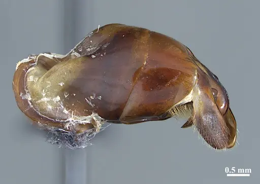 Dinoponera grandis - MZSP62284