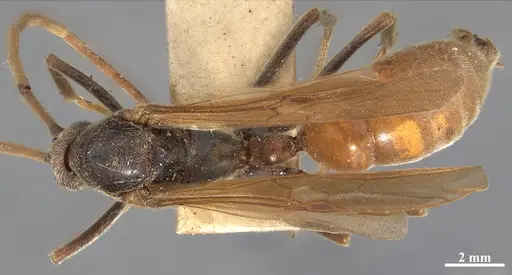 Dinoponera grandis - MZSP65800