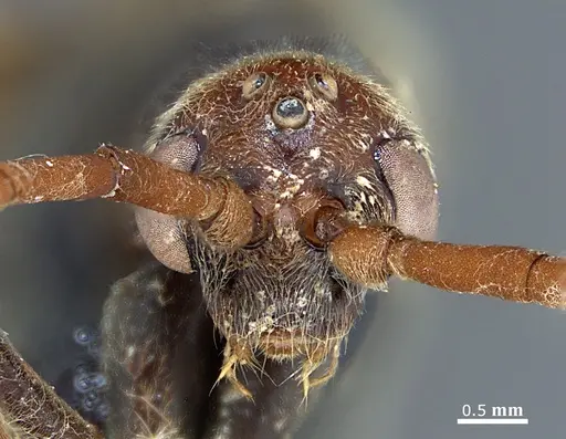 Dinoponera grandis - MZSP65800