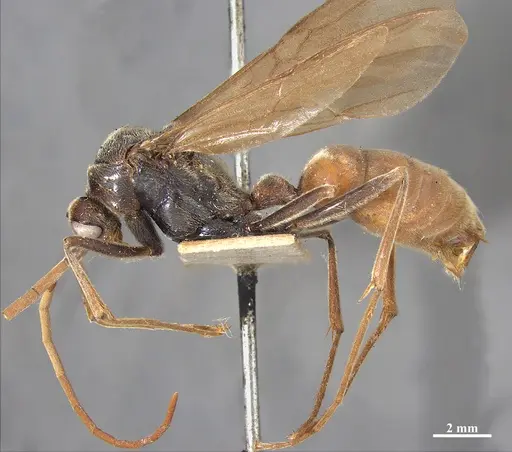 Dinoponera grandis - MZSP65800