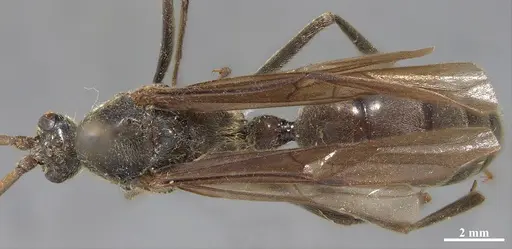 Dinoponera grandis - MZSP65801