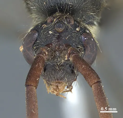 Dinoponera grandis - MZSP65801