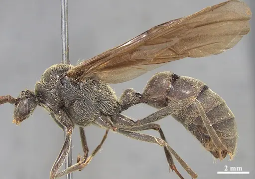 Dinoponera grandis - MZSP65801