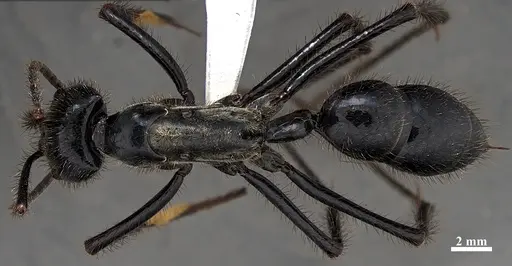 Dinoponera hispida specimen