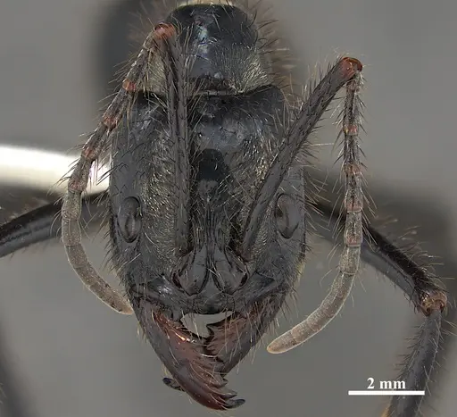 Dinoponera hispida specimen