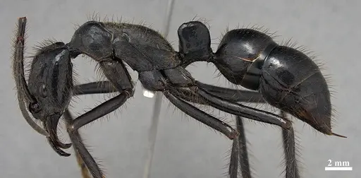 Dinoponera hispida specimen