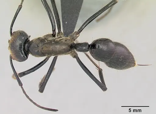 Dinoponera longipes specimen