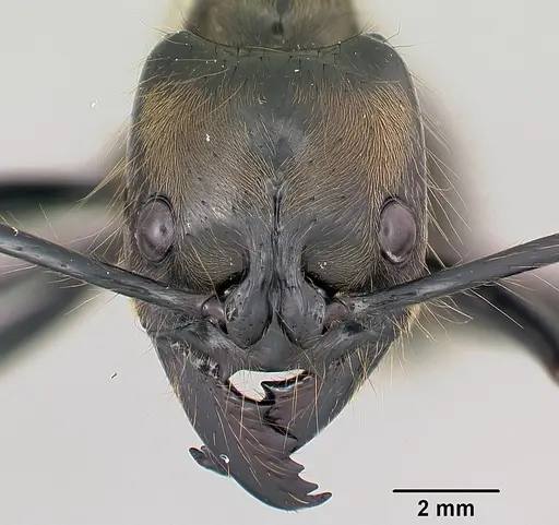 Dinoponera longipes specimen