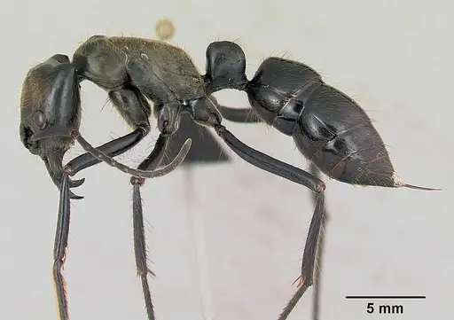 Dinoponera longipes specimen