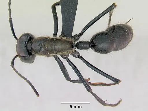 Dinoponera longipes - CASENT0004663