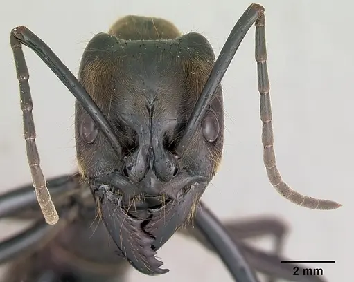 Dinoponera longipes - CASENT0004663