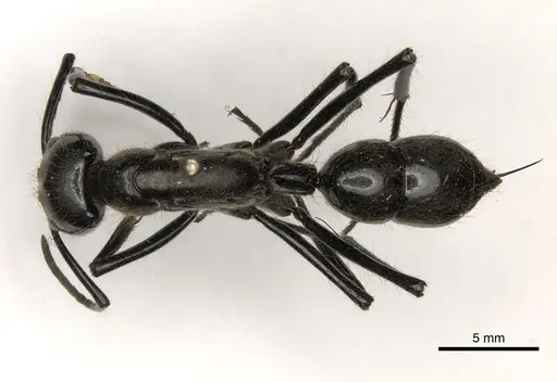 Dinoponera longipes - CASENT0217518