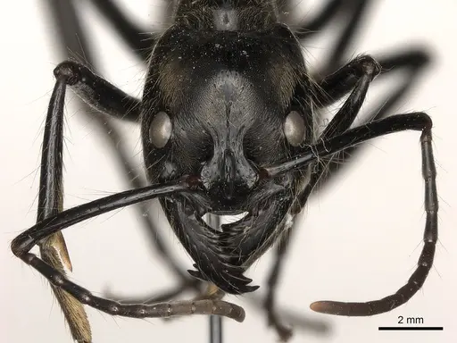 Dinoponera longipes - CASENT0217518