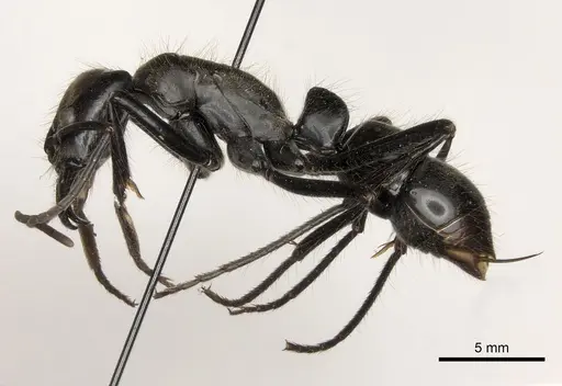 Dinoponera longipes - CASENT0217518