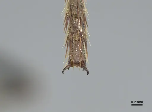 Dinoponera longipes - CASENT0217518