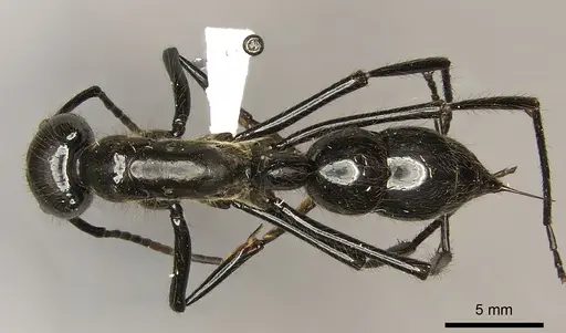 Dinoponera longipes - CASENT0260422