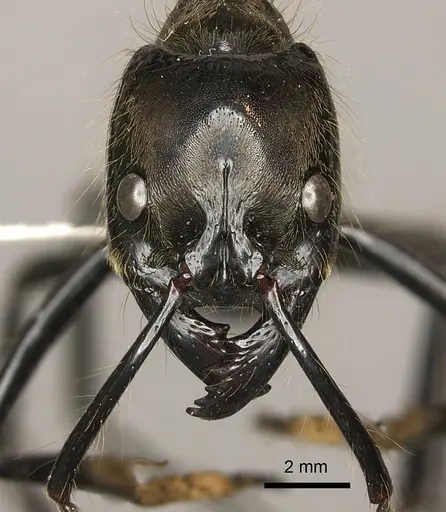 Dinoponera longipes - CASENT0260422